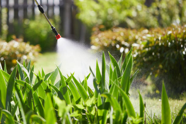 24/7 Emergency Termite Control experts in Apopka, FL