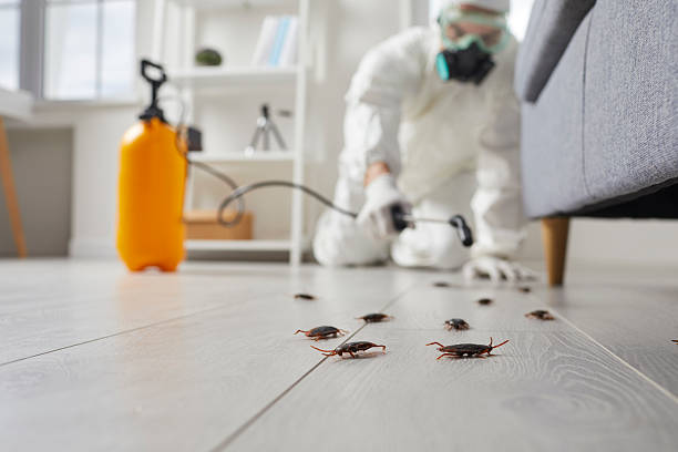 Affordable Termite Control solutions in Apopka, FL